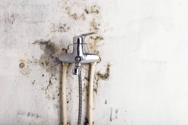 Best Mold Damage Repair  in Tecumseh, OK
