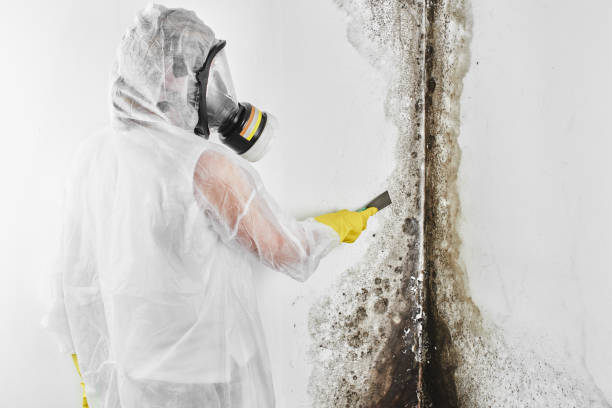 Best Mold Removal Near Me  in Tecumseh, OK