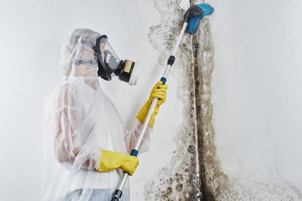 Reliable Tecumseh, OK Mold Removal Solutions