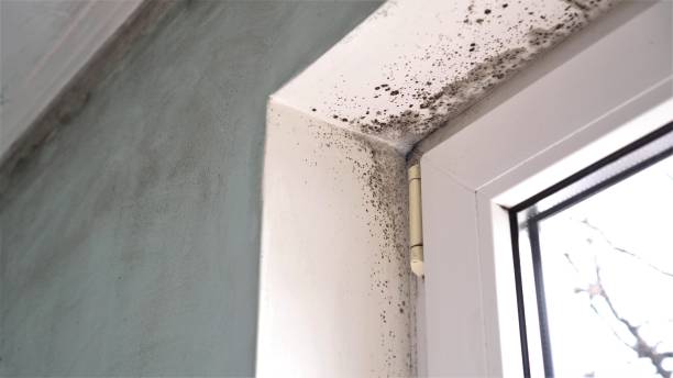 Best Home Mold Removal  in Tecumseh, OK