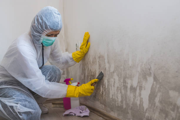 Best Attic Mold Removal  in Tecumseh, OK