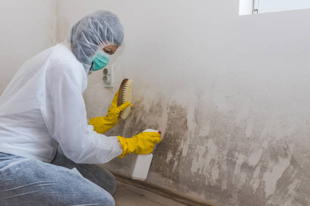 Best Local Mold Removal Service  in Tecumseh, OK