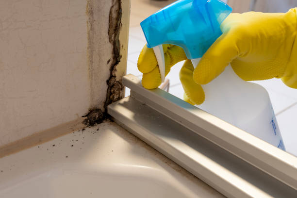 Best Mold Removal Process  in Tecumseh, OK