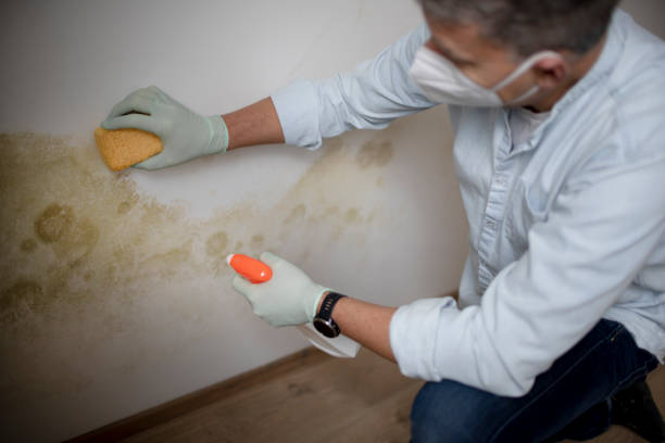 Best Office Mold Removal Services  in Tecumseh, OK
