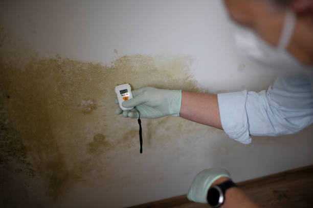 Best Mold Removal Specialists  in Tecumseh, OK
