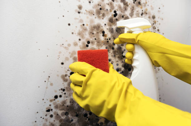 Best Mold Removal Company Near Me  in Tecumseh, OK