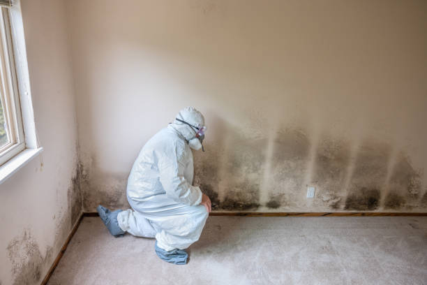 Best Best Mold Removal Companies  in Tecumseh, OK