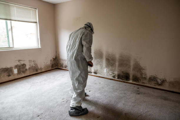 Best Commercial Mold Removal  in Tecumseh, OK