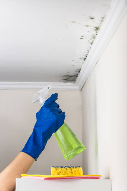 Best Mold Remediation Experts  in Tecumseh, OK