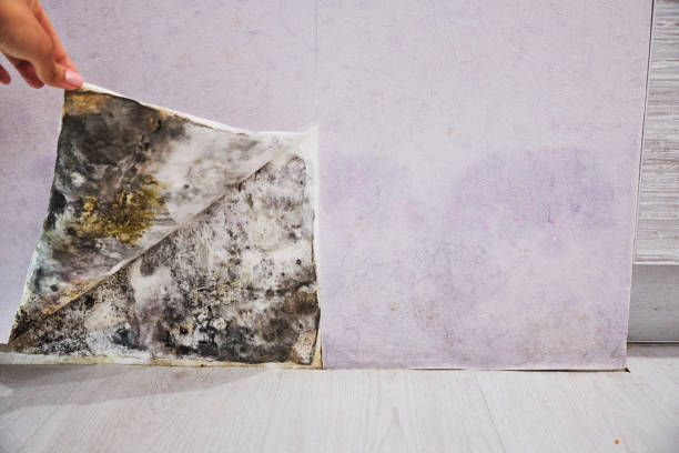 Best Residential Mold Removal  in Tecumseh, OK